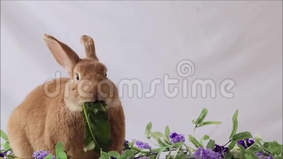 有趣的兔子鲁弗斯兔子吃的甘蓝与紫丁香的花和普通的背景空间文本视频的预览图