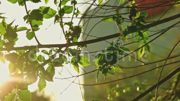 城市公园的榆树枝阳光直射视频的预览图