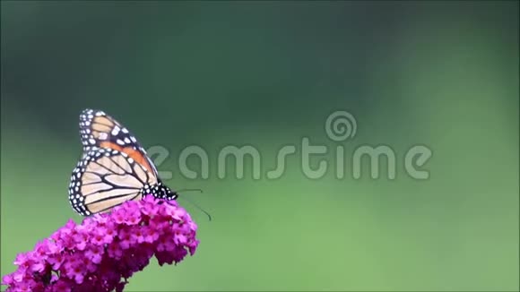 紫蝶丛中的蝴蝶绿背景房间飞走了视频的预览图