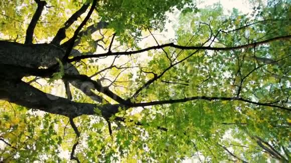秋天大枫树的旋转背景镜头视频的预览图