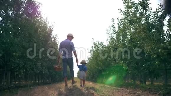 在苹果园收获带着家长戴草帽的孩子在阳光下带着一篮子水果散步视频的预览图