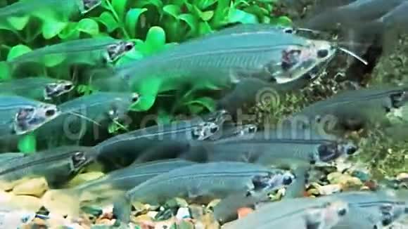 热带透明鱼玻璃鱼视频的预览图