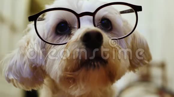带眼镜的狗的照片肖像视频的预览图