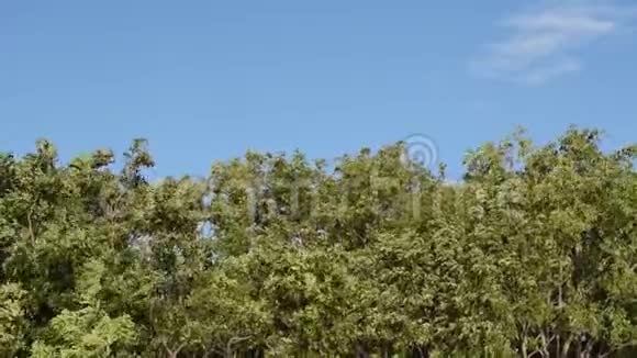 大树的叶子和树枝在夏天被风吹动视频的预览图