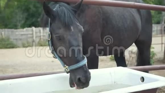 围场的马饮水视频的预览图