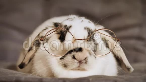 一只戴眼镜的矮兔的照片视频的预览图