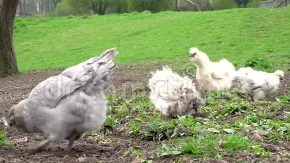 免费的范围鸡在乡间农场走来走去在农场里觅食视频的预览图