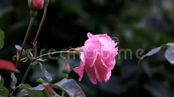 美丽的粉红色玫瑰与水滴视频的预览图