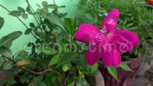 粉红色的花在夏天的花园里印度玫瑰在风的花园特写视频的预览图