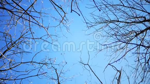 干燥的树枝没有树叶随风在蓝天上摇曳视频的预览图