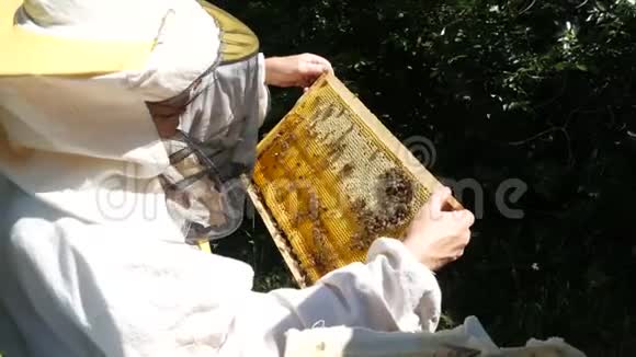 夏天一个穿着特殊服装的养蜂人在花园里看着一个装有蜂窝的框架视频的预览图