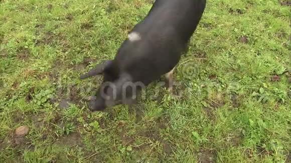 一头自由行走的黑猪视频的预览图