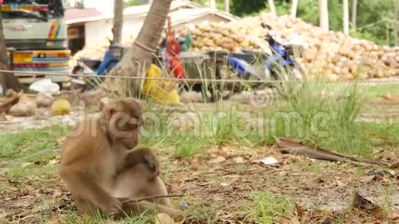 可爱的猴子工人休息从椰子收获收集圈养上使用动物劳动农场视频的预览图