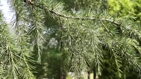 常绿针叶树的一种多汁的亮枝有一束针视频的预览图