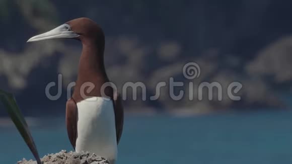圣诞岛上的棕色饵雷鸟视频的预览图
