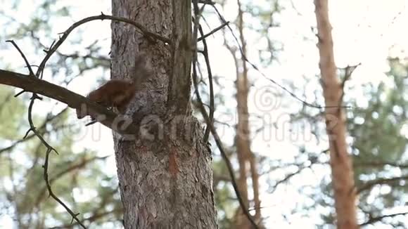 松鼠爬树视频的预览图
