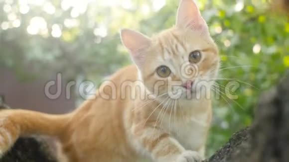 可爱的红猫坐在树上观察大自然有趣的动物小猫在休息观察花园视频的预览图