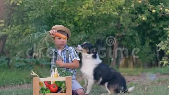 农村男孩在花园里玩狗吃胡萝卜坐在装有新鲜蔬菜的木箱旁边视频的预览图