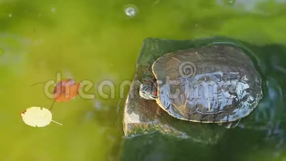 石头上的乌龟在水中跳跃并漂浮视频的预览图