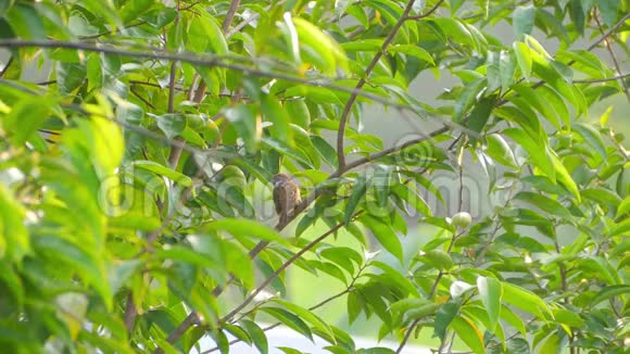 欧亚树麻雀栖息在树枝上视频的预览图