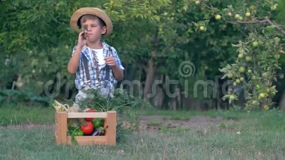 戴帽子的农村孩子在花园里吃有机胡萝卜坐在装有不同蔬菜的木箱旁边视频的预览图