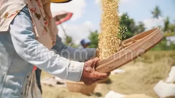 水稻收获过程巴厘岛的农场用筛子筛稻子然后把稻子扔在地上传统的亚洲农业4K慢行视频的预览图