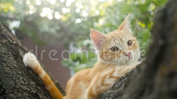 可爱的红猫坐在树上观察大自然有趣的动物小猫在休息观察花园视频的预览图
