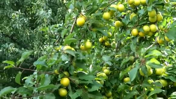 丰沛的未成熟果实樱桃梅的绿颜色在树枝上随风摇曳视频的预览图