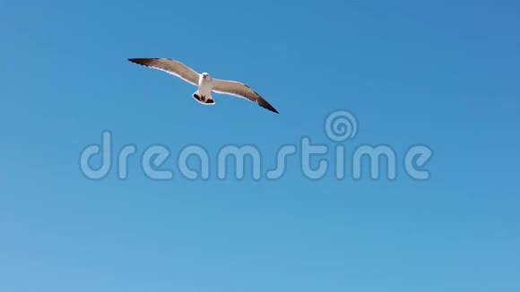 海鸥逆天飞行的慢动作视频视频的预览图
