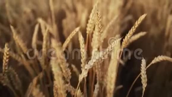 麦田里随风摇曳的大麦黄色成熟穗收获自然农业收获概念视频的预览图