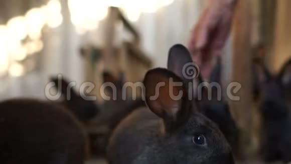 一家黑兔在他们的围场里好奇的兔子看着镜头兔子农场农场动物视频的预览图