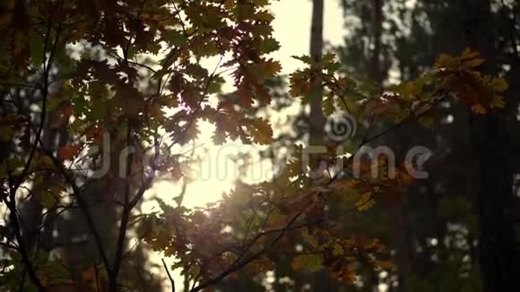 特写夕阳在泛黄的秋林中橡树多种颜色的叶子在阳光下随风飘扬视频的预览图