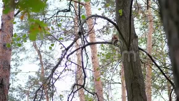 特写泛黄的秋林在树枝上小的毛茸茸的红松鼠爬跳视频的预览图