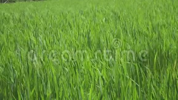 夏天阳光明媚的日子里风在田野里挥动着绿色的稻秆视频的预览图