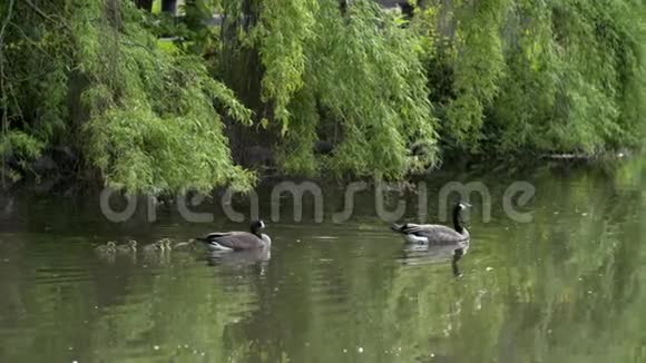 加拿大鹅和鹅游泳视频的预览图