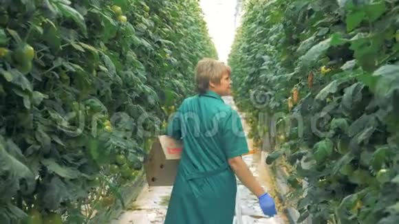 女绿色植物工人正在寻找成熟的西红柿有机栽培天然新鲜蔬菜视频的预览图