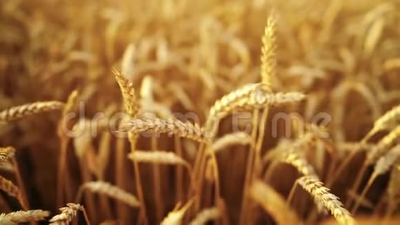 麦田里随风摇曳的大麦黄色成熟穗收获自然农业收获概念视频的预览图
