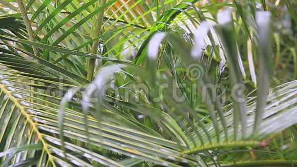 美丽的冥想热带雨幕保护棕榈叶视频的预览图