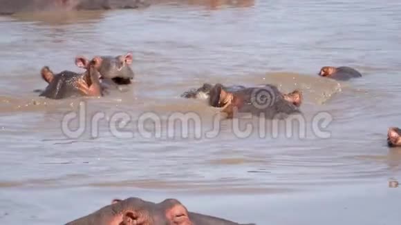 有趣的小河马在池塘的水中嬉戏嬉水嬉戏视频的预览图