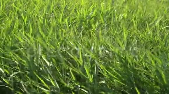绿色芦苇的背景风中吹着的藤条水边的野草草团视频的预览图