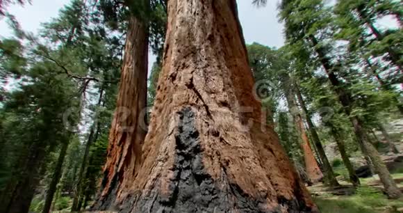 巨大的红杉树视频的预览图