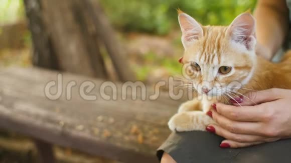 可爱的红色小猫躺在膝盖上一个女孩坐在院子里的木凳上在桦树下秋天和一只宠物散步雌性哈视频的预览图