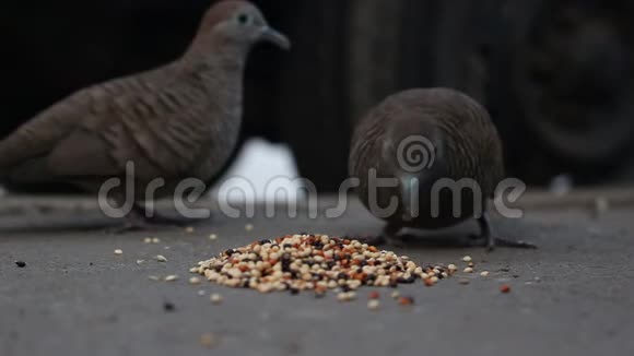 斑马鸽子鸟在吃食物视频的预览图