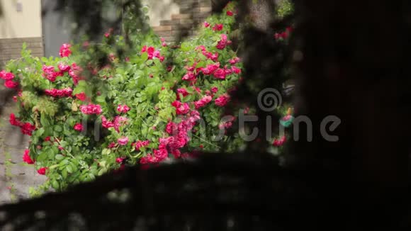 雨中的玫瑰穿过树枝视频的预览图