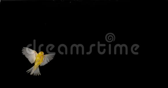 黄色金丝雀金丝雀在黑色背景下飞行的成人慢动作视频的预览图