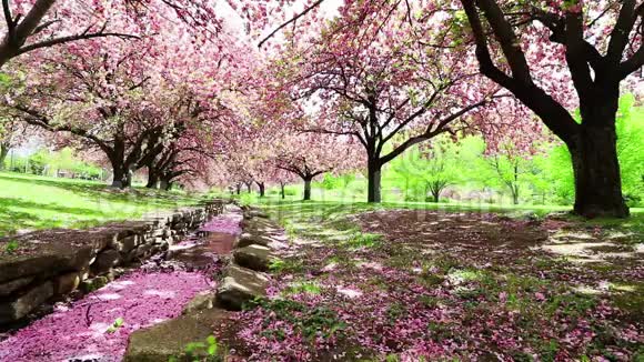 粉红色的樱桃树在石渠上轻轻地摇曳视频的预览图