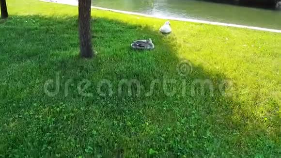 两只鸭子在池塘边休息开始在绿草上逃跑视频的预览图
