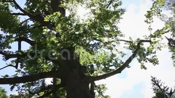 摄像机在树梢下旋转覆盖着绿叶阳光透过树枝照耀着夏天视频的预览图