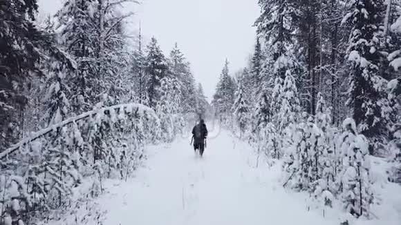 冬天背着背包的人在森林里散步空中无人机飞行录像背包式冬季徒步旅行视频的预览图