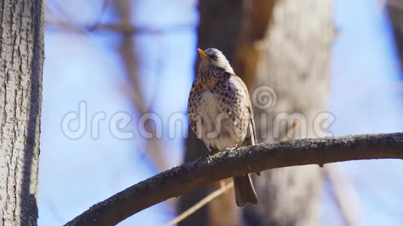 鸟画眉坐在树枝上休息视频的预览图